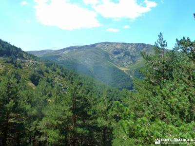 Hayedo Montejo-Cuerda Pinilla; senderismo y excursiones fin de semana senderismo